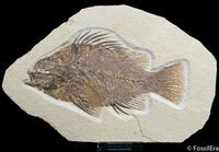 Fish fossils for sale